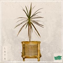 Lade das Bild in den Galerie-Viewer, LATA Planter